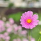 秋桜9