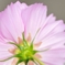 花裏