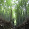 竹林
