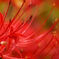 spider lily