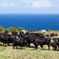 Cows and blue ocean