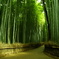 竹林の道