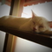 おひるねこ。