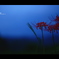 秋の夕暮れ。