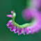 ねじり花