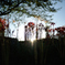 spider lily.1