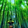 鎌倉　報国寺