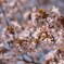 【orienta】桜