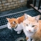 町ねこ