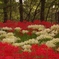 彼の岸を飾る花