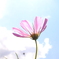 秋桜