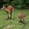 ワラビーとカンガルー