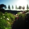 Dream Cosmos Field.1