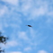 Unidentified Flying Object