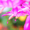 DPP_65707