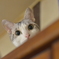 にゃ、にゃんや！？