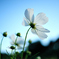Dream Cosmos Field.4