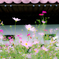  秋の庭先　（秋桜週間 〜三〜 ）