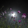 Moon Light Serenade