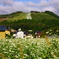 神鍋山と蕎麦の花