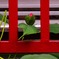 あか