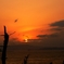 夕陽