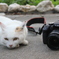 EOS Cat
