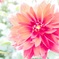花火