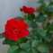 赤薔薇