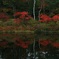 紅葉情報①