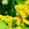 Honey bee and yellow flowers
