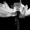 a lotus flower