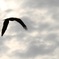鳶