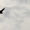 鳶