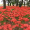 天上の花