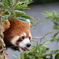 とべ動物園にて３