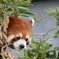 とべ動物園にて４