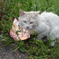 DSC00239