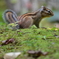 苔とシマリス