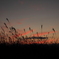 Taste of Afterglow