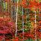 many colors