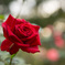 Red Rose