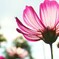 すきとおる秋桜
