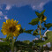 Late-blooming sunflower