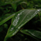 雨上がり