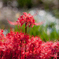 　紅 姫　＜彼岸花のある風景・六 ＞