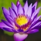 ハワイの花