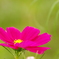 秋桜