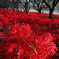 SDIM1531