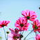passion pink